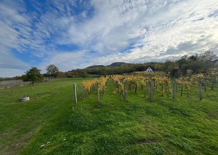 Erdodi Liget Badacsony Hegyen Nemesgulács