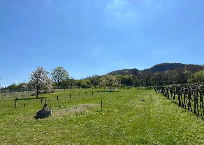 Erdodi Liget Badacsony Hegyen *